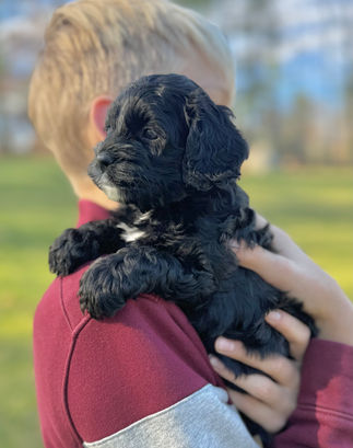 Beautiful black with white F1 Cockapoo puppy for sale from Chesley Hill Cockapoos Connecticut's premier Cockapoo breeder with Cockapoo puppies for sale to families in NH, ME, VT, CT, RI, NJ, NYC, NY, MA, Cape Cod, Boston, Philadelphia, PA, Washington DC, MD all of New England and the East Coast.