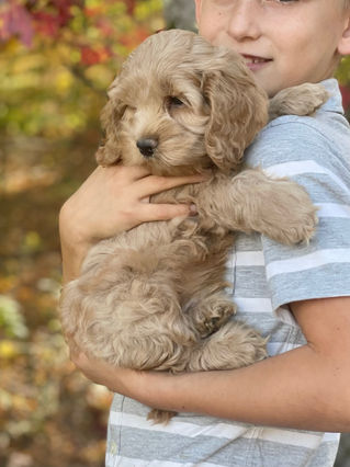 Adorable Cockapoo puppy in the arms of a young boy for the pups final photo shoot at Chesley Hill Cockapoos, New England breeder of Cockapoo puppies for families in Massachusetts, Boston, Cape Cod, New York, Manhattan, Brooklyn, New Jersey, Newark, Connecticut, Hartford, Bridgeport, New Hampshire, Portsmouth, Vermont, Maine, Philadelphia, Washington DC, Maryland, all of New England and the East Coast.