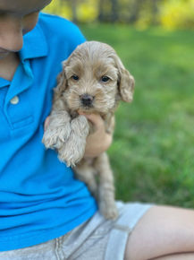 Handsome male F1 Cockapoo puppy lovingly held by a little boy outdoors in NH on a lovely fall day. The pup is being raised by Chesley Hill Cokapoos, New England's premier Cockapoo breeder raising Cockapoo puppies for families in Connecticut, Rhode Island, New York, Maine, New Hampshire, Vermont, Maine, New Jersey, Washington DC, Maryland, all of New England and the East Coast.