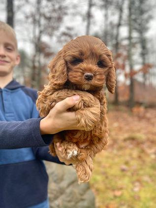 Beautiful 8 week old female Cockapoo puppy lovingly held by a young boy during the pups outdoor photo shoot with backdrop of fallen leaves and moss covered trees. She has been raised as part of the Chesley Hill Cockapoos family, NH Cockapoo breeder providing happy and healthy Cockapoo puppies to families in Boston, MA, Newport, RI, New York City, NY, Bridgeport, CT, Hartford, CT, Portsmouth, NH, Portland, ME, Burlington, VT, Newark, NJ, Washington DC, all of New England and the East Coast.