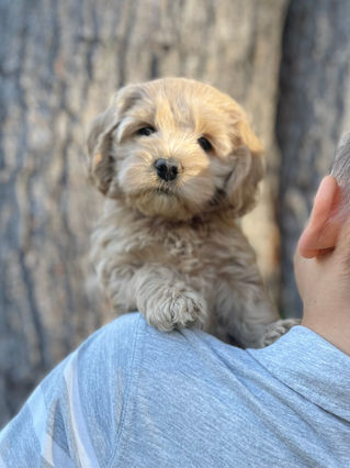 Adorable Cockapoo puppy in the arms of a young boy for the pups final photo shoot at Chesley Hill Cockapoos, New England breeder of Cockapoo puppies for families in Massachusetts, Boston, Cape Cod, New York, Manhattan, Brooklyn, New Jersey, Newark, Connecticut, Hartford, Bridgeport, New Hampshire, Portsmouth, Vermont, Maine, Philadelphia, Washington DC, Maryland, all of New England and the East Coast.
