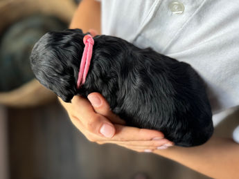 2 week old F1 Cockapoo puppy lovingly raised by Chesley Hill Cockapoos Rhode Island's premier Cockapoo breeder with Cockapoo puppies for sale to families in MA, ME, VT, NH, NY, CT, NYC, RI, PA, Washington DC, MD, all of New England and the East Coast.