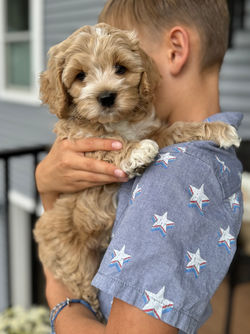 Adorable apricot with white markings F1 male Cockapoo puppy lovingly held by a young boy during the puppies final photo shoot at Chesley Hill Cockapoos, Massachusetts premier Cockapoo breeder with Cockapoo puppies for sale to families in NH, ME, VT, CT, RI, NY, NYC, NJ, PA, MD, Washington DC, all of New England and the East Coast.