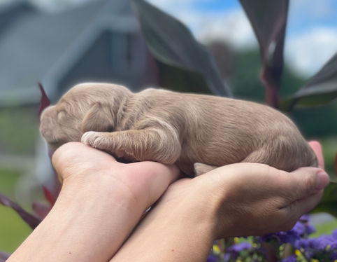 One week old, outdoor summer photo shoot for a litter of Cockapoo puppies being lovingly raised by Chesley Hill Cockapoos a New England based Cockapoo breeder who lovingly raises their Cockapoo puppies for families in NH, ME, VT, Boston, MA, NY, NYC, CT, RI, all of New England and the East Coast.