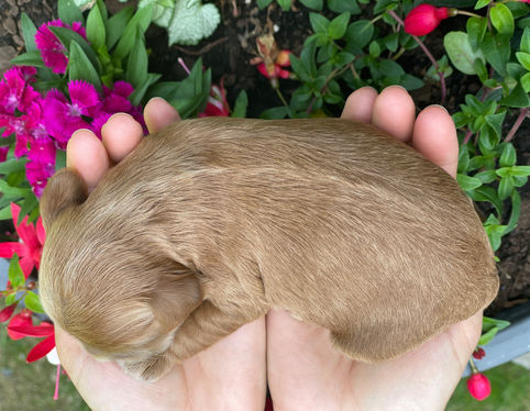 One week old, outdoor summer photo shoot for a litter of Cockapoo puppies being lovingly raised by Chesley Hill Cockapoos a New England based Cockapoo breeder who lovingly raises their Cockapoo puppies for families in NH, ME, VT, Boston, MA, NY, NYC, CT, RI, all of New England and the East Coast.