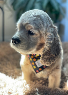 Buff Cocker Spaniel momma living her best life in NH as part of the Chesley Hill Cockapoos family, premier family Cockapoo breeder in NH providing Cokapoo puppies to families in Boston, Cape Cod, Massachusetts, Hartford, CT, New York City, Manhattan, Brooklyn, Dumbo, New York, Philadelphia, PA, Portsmouth, Hooksett, NH, Portland, Kennybunkport, ME, Newport, RI, Morris County, Spring Lake, NJ, Vermont, all of New England and the East Coast.