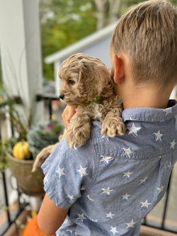 Adorable apricot with white markings F1 male Cockapoo puppy lovingly held during the puppies final photo shoot at Chesley Hill Cockapoos, Massachusetts premier Cockapoo breeder with Cockapoo puppies for sale to families in NH, ME, VT, CT, RI, NY, NYC, NJ, PA, MD, Washington DC, all of New England and the East Coast.