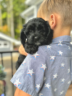 Adorable black with white markings F1 male Cockapoo puppy lovingly held by a young boy during the puppies final photo shoot at Chesley Hill Cockapoos, Massachusetts premier Cockapoo breeder with Cockapoo puppies for sale to families in NH, ME, VT, CT, RI, NY, NYC, NJ, PA, MD, Washington DC, all of New England and the East Coast.