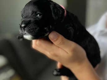 2 week old F1 Cockapoo puppy lovingly raised by Chesley Hill Cockapoos Rhode Island's premier Cockapoo breeder with Cockapoo puppies for sale to families in MA, ME, VT, NH, NY, CT, NYC, RI, PA, Washington DC, MD, all of New England and the East Coast.
