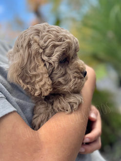 Chesley Hill Cockapoos New England Cockapoo breeder providing exceptional family pets to discerning clients throughout the US to include CA, UT, WA, OR, FL, MD, CT, VA, NC, NYC, Manhattan, NH, ME and VT