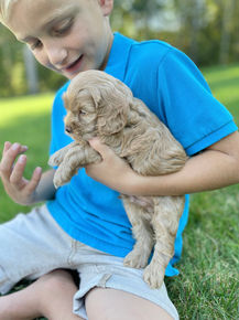 Handsome male F1 Cockapoo puppy lovingly held by a little boy outdoors in NH on a lovely fall day. The pup is being raised by Chesley Hill Cokapoos, New England's premier Cockapoo breeder raising Cockapoo puppies for families in Connecticut, Rhode Island, New York, Maine, New Hampshire, Vermont, Maine, New Jersey, Washington DC, Maryland, all of New England and the East Coast.