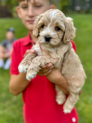 Handsome light apricot with white markings F1 Cockapoo puppy lovingly held for his sunny summer 5 week puppy photo shoot at Chesley Hill Cockapoos NH Cockapoo breeder with Cockapoo puppies for sale to families in NH, MA, VT, CT, RI, ME, NJ, NY, PA, Washignton DC, MD, all of New England and the East Coast.