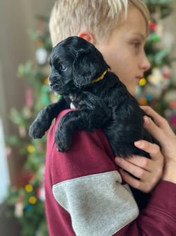 F1 Cockapoo puppy lovingly held by a young boy for the pups 4 weeks photo shoot at Chesley Hill Cockapoos, NH premier Cockapoo puppy breeder with Cockapoo puppies for sale to loving families in Boston, Cape Cod, Massachusetts, Manhattan, Brooklyn, New York City, New York, Newport, Rhode Island, Porstmouth, New Hampshire, Hartford, Connecticut, Maine, Vermont, Philadelphia, PA, Washington DC, Virginia all of New England and the East Coast.