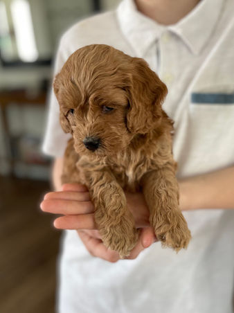 Apricot Cockapoo puppy looking oh so adorable as he poses for the camera for his 5 week phoot shoot at Chesley Hill Cockapoos, a boutique family breeder of Cockapoo puppies in New England, helping loving families thoughout Boston, Massachusetts, RI,CT, NYC, ME, NH, all on New England and the East Coast find their fur-ever Cockapoo puppy.