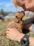 Apricot Cockapoo puppy enjoying sunshine and outside play with a young boy and the pups' littermates on a sunny spring New England Day while being lovingly raised as part of the Chesley Hill Cockapoos family, New England's premier Cockapoo breeder selling puppies to loving families in Portsmouth, NH, Boston, Cape Cod, MA, Providence, RI, Hartford, CT, Newark, NJ, Manhattan, NYC, NY, Philadelphia, Washington DC, MD, all of New England and the East Coast.