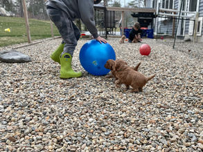 Adorable litter of Cockapoo puppies enjoying playtime outside with two young boys. They are being raised by Chesley Hill Cockapoos, a family breeder of Cockapoo puppies in New England, providing happy and healthy Cockapoo puppies to loving families in Boston, Massachusetts, CT, RI, ME, VT, NH, NYC, all of New England and the East Coast.