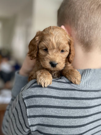 Male apricot Cockapoo puppy sweetly held by a young boy during the puppies 5 week photo shoot at Chesley Hill Cockapoos a family Cockapoo breeder located in NH, providing happy and healthy cockapoo puppies to families in Boston, Massachusetts, New England and all of the East Coast.