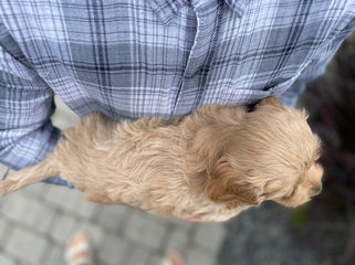 Adorable Cockapoo puppy lovingly held for his 6 week photo shoot outdoors in NH. This Cockapoo puppy and his littermates is part of the Chesley Hill Cockapoos family, New England's premier Cockapoo breeder working with families in NYC, Providence RI, Newport CT, New Haven CT, Newark NJ, Portsmouth NH, Boston Massachusetts, Portland ME, Washington DC, all of New England and the East Coast.