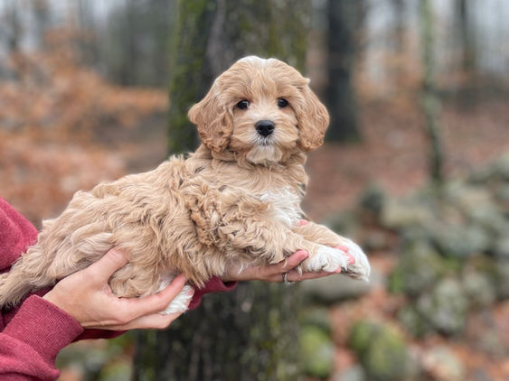 Handsome 8 week old cream with white markings male Cockapoo puppy lovingly held by a young boy during the pups outdoor photo shoot with backdrop of beautiful trees and fallen leaves.  He is being raised by Chesley Hill Cockapoos, New England Cockapoo breeder raising happy and healthy Cockapoo puppies for loving families in NH, MA, RI, CT, NJ, ME, VT, NY, Boston, New York City, Washington DC, all of New England and the East Coast.