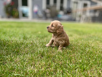 Cockapoo puppies enjoying a mild summer day outside in NH, learning and exploring with new toys, sights, sounds, smells, while being lovingly raised by Chesley Hill Cockapoos New England Cockapoo breeder providing healthy and confident Cockapoo puppies to families in Boston, Providence, Hartford, Trenton, New York City, Portland, Portsmouth, Washington D.C, all of New England and the East Coast.