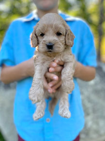 Handsome male F1 Cockapoo puppy lovingly held by a little boy outdoors in NH on a lovely fall day. The pup is being raised by Chesley Hill Cokapoos, New England's premier Cockapoo breeder raising Cockapoo puppies for families in Connecticut, Rhode Island, New York, Maine, New Hampshire, Vermont, Maine, New Jersey, Washington DC, Maryland, all of New England and the East Coast.