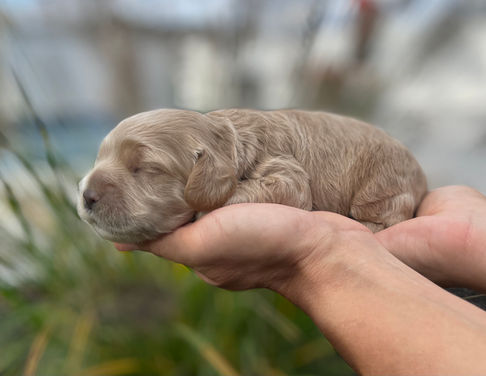 Cockapoo puppy lovingly held in a woman's hands while posed outside at their home in NH. The Cockapoo puppy is being raised by Chesley Hill Cockapoos, NH family breeder of Cockapoo puppies for families in Massachusetts, New York, Connecticut, Rhode Island, Washington DC, Virginia, New Jersey, Maine, New Hampshire, Vermont, all of New England and the East Coast.