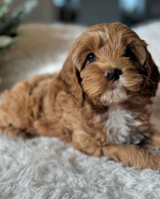 Adorable F1 Cockapoo puppy having a Christmas themed final photo shoot at Chesley Hill Cockapoos New York's premier Cockapoo breeder with Cockapoo puppies for sale to families in CT, NY, NJ, PA, RI, ME, MA, VT, NH, MD, Washington DC, CA, FL, all of New England and the East Coast.