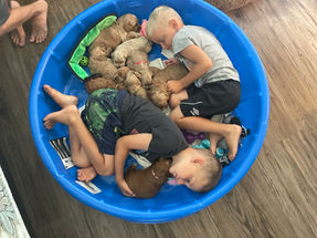 Beautiful litter of almost 3 week old Cockapoo puppies snuggled up with two little boys in a kiddie pool while the pups get a gentle introducation into new environments (sights, sounds, smells) all very important to being raised as enriched and happy puppies. They are being raised by Chesley Hill Cockapoos a family breeder of Cockapoo puppies located in New England, providing Cockapoo puppies to loving families in Boston, MA, RI, CT, NYC, NY, ME, NH, all of New England and the East Coast.