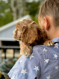 Adorable apricot with white markings F1 male Cockapoo puppy lovingly held by a young boy during the puppies final photo shoot at Chesley Hill Cockapoos, Massachusetts premier Cockapoo breeder with Cockapoo puppies for sale to families in NH, ME, VT, CT, RI, NY, NYC, NJ, PA, MD, Washington DC, all of New England and the East Coast.
