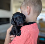 Cockapoo puppy lovingly raised in NH by Chesley Hill Cockapoos Connecticuts premier Cockapoos breeder with Cockapoo puppies for sale to families in Greenwich, CT, Boston, MA, Manhattan, NY, Philadelphia, PA, Jamestown, RI, Short Hills, NJ, Portsmouth, NH, Philadelphia, PA, NJ, ME, VT, MD, CA, UT, FL, OR, all of New England, East Coast to West Coast.