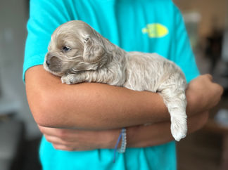 Handsome buff male F1 Cockapoo puppy lovingly held by a young boy for the pups 2 week photo shoot at Chesley Hill Cockapoos NH Cockapoo breeder with Cockapoo puppies for sale to loving families in NH, Boston, Cape Cod, MA, Hartford, CT, Manhattan, Brooklyn, New York City, NY, Newport, RI, NJ, MD, Washington DC, Philadelphia, PA all of New England and the East Coast.