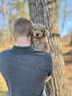 F1 Cockapoo puppy lovingly raised by Chesley Hill Cockapoos Cockapoo breeder Florida with Cockapoo puppies for sale to families in FL, GA, TX, SC, NC, VA, MD, NY, NH, MA, CA, OR, UT, all of New England and East Coast to West Coast