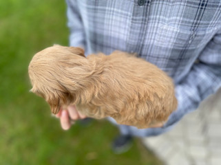 Beautiful apricot female Cockapoo puppy lovingly held for her 6 week outdoor photo shoot at Chesley Hill Cockapoos in New Hampshire. Chesley Hill Cockapoos is a family breeder of Cockapoo puppies in New England, helping families in Boston, Massachusetts, New Haven CT, RI, NJ, NYC, all of New England and the East Coast find their forever Cockapoo puppy.