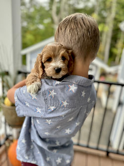 Adorable apricot with white markings F1 male Cockapoo puppy lovingly held during the puppies final photo shoot at Chesley Hill Cockapoos, Massachusetts premier Cockapoo breeder with Cockapoo puppies for sale to families in NH, ME, VT, CT, RI, NY, NYC, NJ, PA, MD, Washington DC, all of New England and the East Coast.