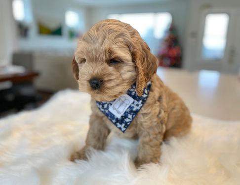 Handsome male Cockapoo puppy posed in a blue Christmas bandana while sitting in a wreath for his last photo shoot at Chesley Hill Cockapoos, New England family Cockapoo breeder helping families in Boston, New York City, Hartford, Newark, Portsmouth, Cape Cod, New Haven, Providence, Portland, all of New England and the East Coast.