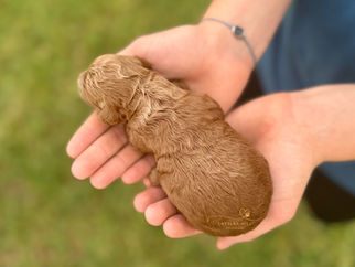 Quality dark apricot Cockapoo puppy available in CA and GA by family breeder.