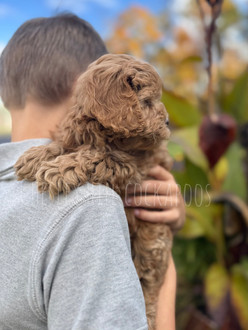 Female F1b Cockapoo puppy raised in NH by Chesley Hill Cockapoos New York's premier Cockapoo breeder with Cockapoo puppies for sale to families in CT, NY, MA, RI, CA, OR, UT, FL, TX, NC, WA, VA, MD, NH, ME, VT all of New England and East Coast to West Coast