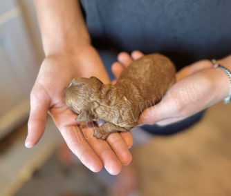 Female Cockapoo puppy lovingly raised in NH by Chesley Hill Cockapoos New York's premier Cockapoo breeder with Cockapoo puppies for sale to families in CT, MA, CA, FL, WA, OR, PA, MD, VA, NH, NJ, NY, NYC, NC, ME, VT, all of New England and East Coast to West Coast.