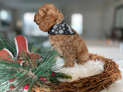 Handsome male Cockapoo puppy posed in a black and white Christmas bandana while sitting in a wreath for his last photo shoot at Chesley Hill Cockapoos, New England family Cockapoo breeder helping families in Boston, New York City, Hartford, Newark, Portsmouth, Cape Cod, New Haven, Providence, Portland, all of New England and the East Coast.
