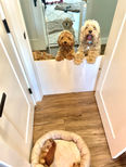 Beautiful apricot female Cockapoo puppy living her best life as a beloved part of the Chesley Hill Cockapoos family.  Chesley Hill Cockapoos is a family breeder of Cockapoo puppies located just north of Boston, providing happy and healthy Cockapoo puppies to loving families in Boston, MA, NYC, NY, CT, RI, VT, NH, ME, all of New England and the East Coast.