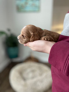 3 week old apricot with white markings male cockapoo puppy being held by a young boy wearing a maroon and grey sweater for the pups photo shoot at Chesley Hill Cockapoos, a boutique family breeder located in NH providing happy and healthy Cockapoo puppies to loving families in Boston Massachusetts, all of New England and the East Coast.