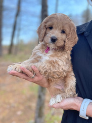 Apricot cockapoo puppy 2025