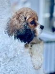Cocker Spaniel lovingly raised as part of the Chesley Hill Cockapoos family in NH. Chesley Hill Cockapoos is a family breeder of Cockapoo puppies in NH, with Cockapoo puppies for sale to families in Boston, MA, Newark, NJ, Newport, RI, Hartford, CT, New York City, NY, Washington DC, MD, VT, ME, all of New England and the East Coast.