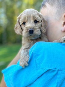 Handsome male F1 Cockapoo puppy lovingly held by a little boy outdoors in NH on a lovely fall day. The pup is being raised by Chesley Hill Cokapoos, New England's premier Cockapoo breeder raising Cockapoo puppies for families in Connecticut, Rhode Island, New York, Maine, New Hampshire, Vermont, Maine, New Jersey, Washington DC, Maryland, all of New England and the East Coast.
