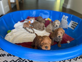 Adorable litter of 4 week old Cockapoo puppies enjoying playtime in a kiddie pool on a sunshine day.  They are being lovingly raised by Chesley Hill Cockapoos a Cockapoo breeder just north of Boston, providing happy and healthy Cockapoo puppies to families in MD, DC, RI, CT, MA, Boston, NYC, NY, VT, ME, NH, all of New England and the East Coast.