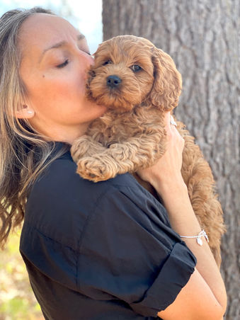 Handsome apricot male Cockapoo puppy adorably posing for the camera during his outdoor photo shoot with blue skies and green budding trees as the backdrop. He is being lovingly raised by Chesley Hill Cockapoos a premier family breeder of Cockapoo puppies in New England providing happy and healthy Cockapoo puppies to loving families in Boston, Massachusetts, NYC, CT, VT, NH, ME, RI, all of New England and the East Coast.