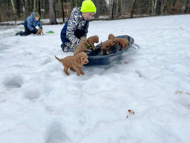 Apricot cockapoo puppies and a young boy playing outside on a mild winter new england day.  They are being lovingly raised by Chesley Hill Cockapoos a boutique family breeder of Cockapoo puppies in New England, finding loving families in NYC, Boston, Massachusetts, all of New England and the East Coast