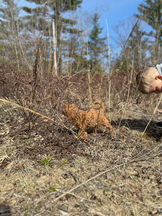 F1b Cockapoo puppies on a field trip while being lovingly raised by Chesley Hill Cockapoos, Cockapoo breeder within driving distance of New York, Rhode Island, New Jersey, Connecticut, Washington DC, Maryland, Maine, Vermont and New Hampshire.