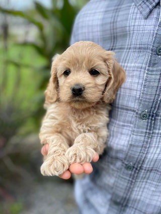 Beautiful light apricot female Cockapoo puppy lovingly held while posing for her 6 week photo shoot at Chesley Hill Cockapoos, New Hampshire family breeder of Cockapoo puppies, just north of Boston.