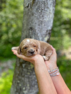 Handsome apricot with white markings Cockapoo puppy enjoying the sunshine during his outdoor photo shoot at Chesley Hill Cockapoos, a family breeder of Cockapoo puppies located in New England, providing happy and healthy Cockapoo puppies to loving families in Boston, MA, New York City, NY, VT, CT, RI, NH, ME all of New England and the East Coast.